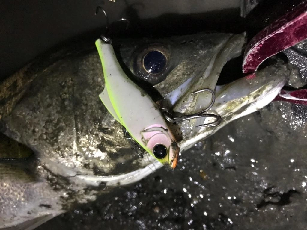 アピア、ラックVゴーストでヒット！
