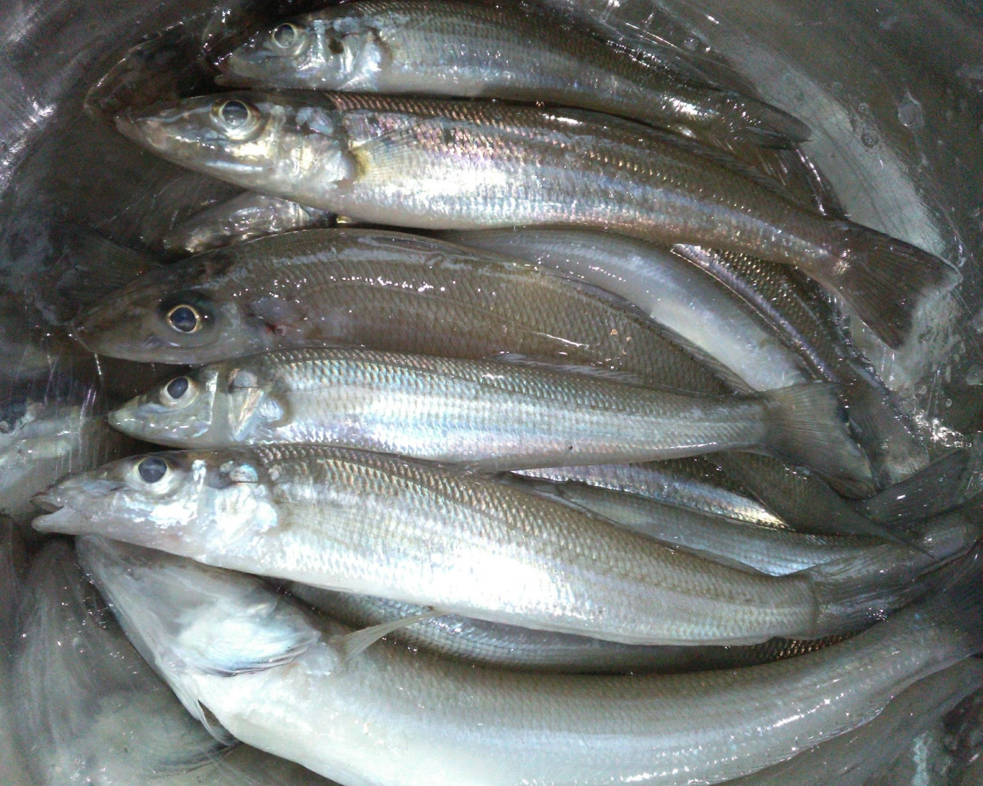 今回もキスを釣ってからの泳がせ釣りをしたのですが不発・・・ただ周りでは見ている限り３枚のヒラメが釣れてましたよ。