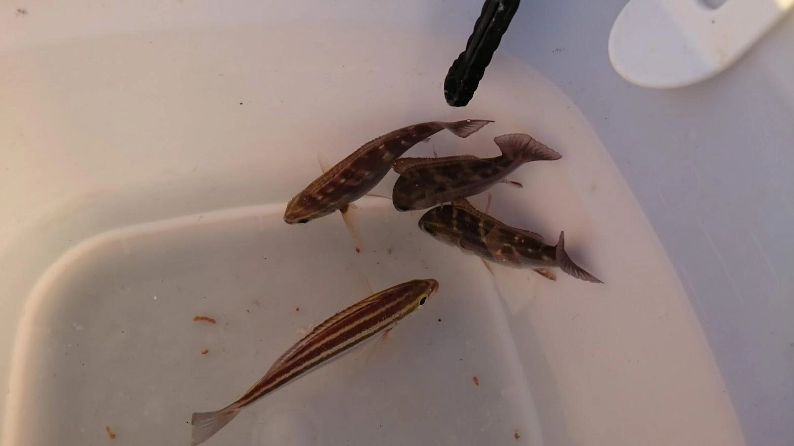ワカサギ秋田狐針0.8号ハリス0.2号でもタカベには見切られます。「生イキくん ツインパック 赤アミ」には当たり外れがあり、粒が小さい外れだとどうしても針が隠れず見切られます。まあウリンボやスズメダイ、金魚は多少雑でも釣れます。
最強コスパ餌の冷凍バルト海イワシは某スーパー４軒目で発見、即確保しました。