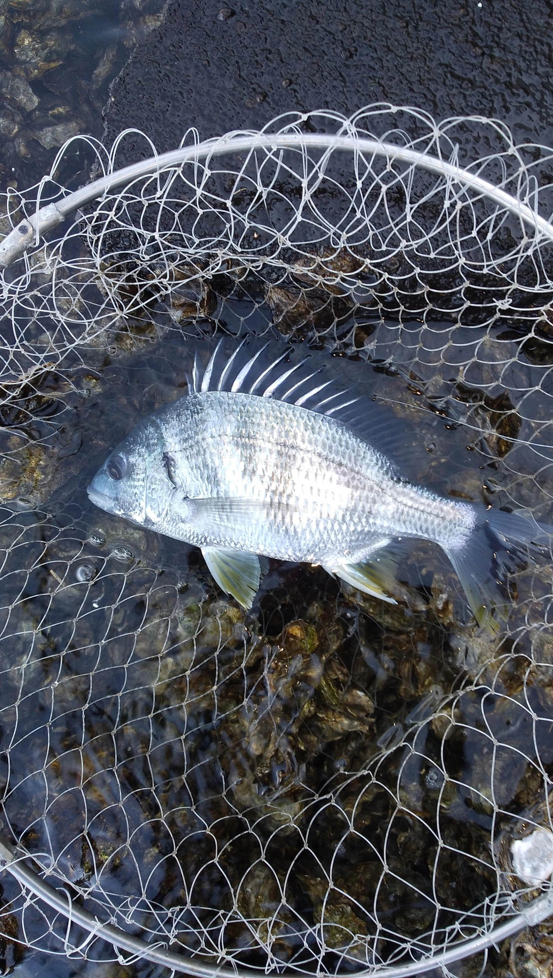 昨日に釣れたキビレ33センチ。