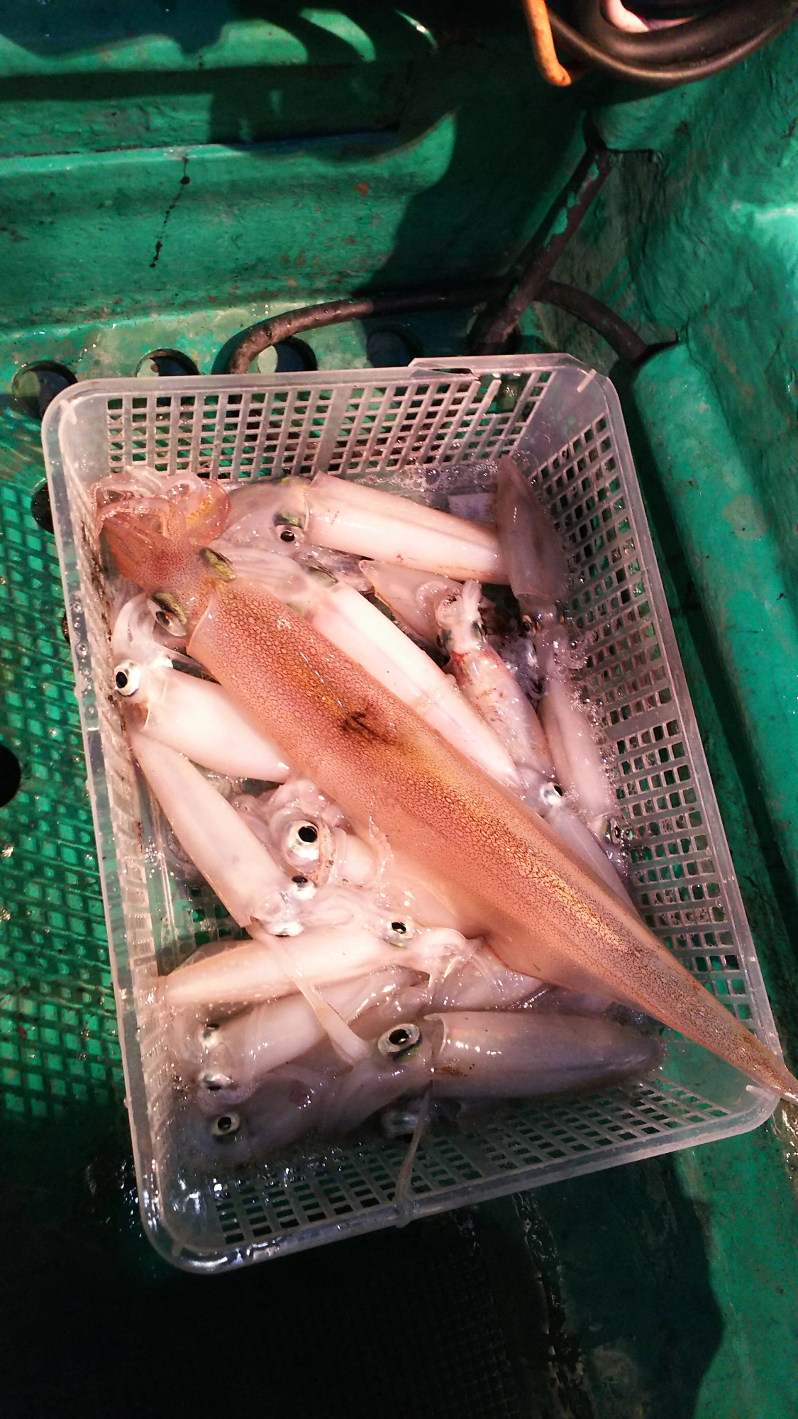 アカイカ２０杯ヤリイカ１杯と数はまだまだですが、個人的には満足の釣果でした！