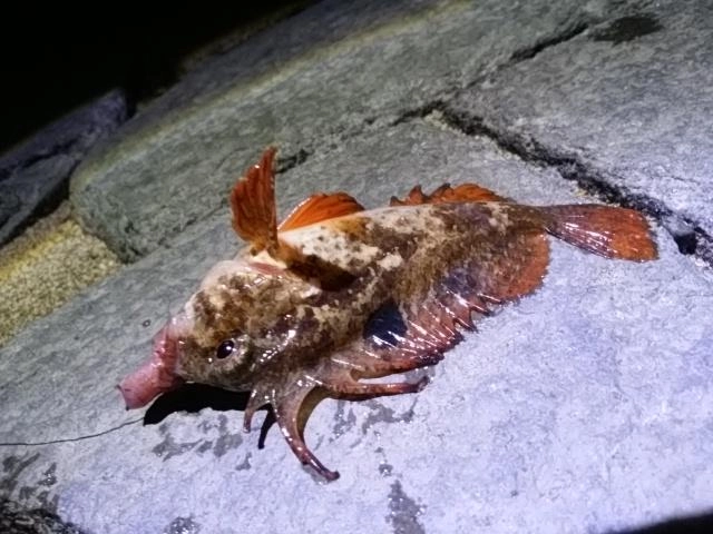毒魚