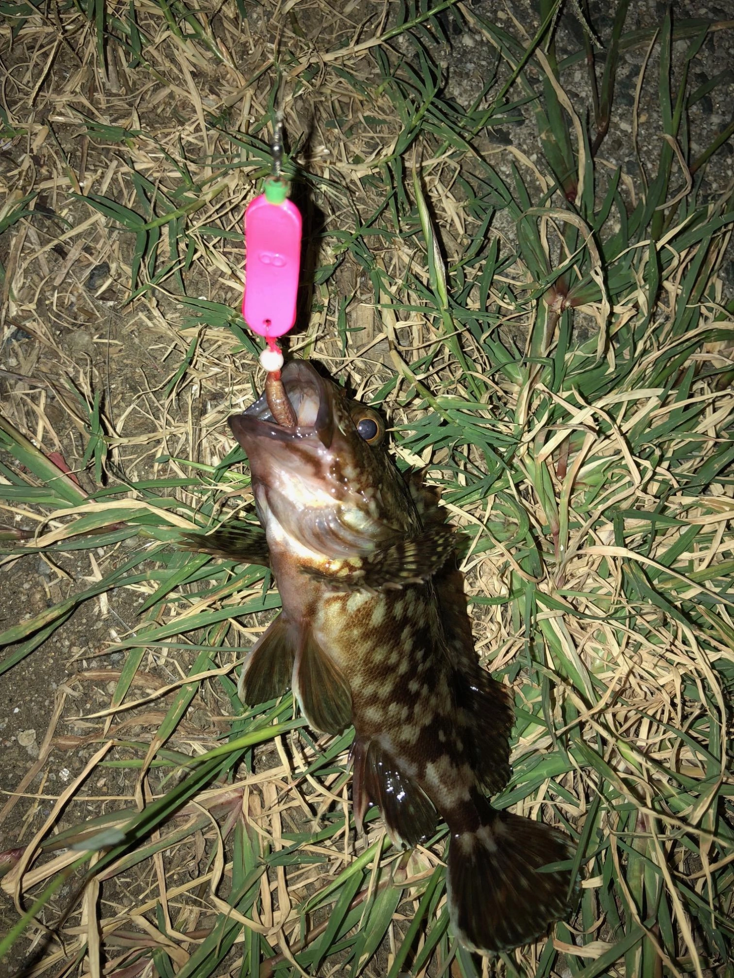 ハンティングブラーでは根魚が連発。