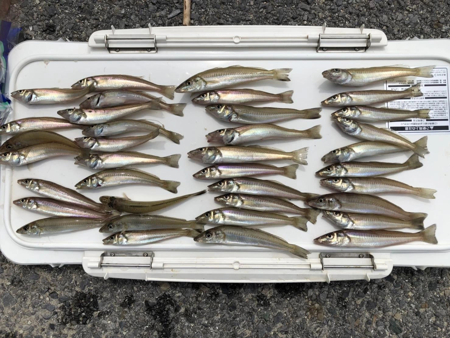小型中心でしたが数はよく釣れました!!