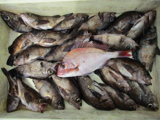 数を釣るならダブル、トリプル多点掛け必須ッ( ͡° ͜ʖ ͡°)