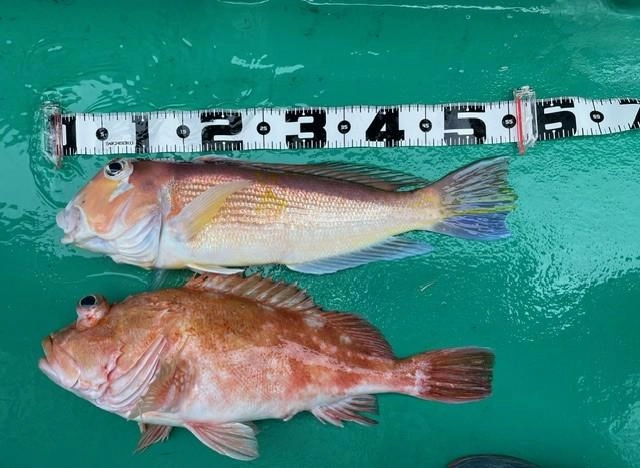 アマダイ56cm/ウッカリカサゴ54cm。二人ちょうど同じタイミングで釣りあげ盛り上がりました♪