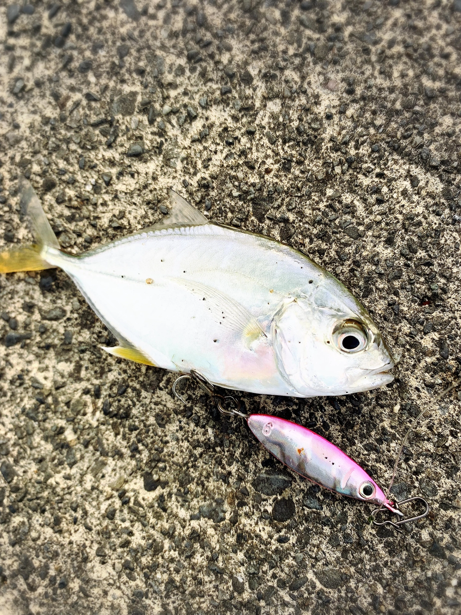 潮止まりでも、マズメなら釣れるようです⁈