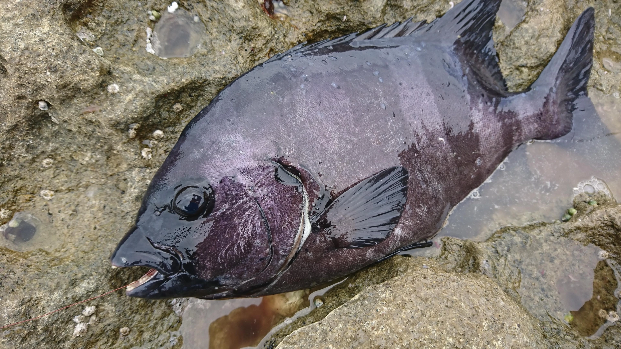 今後は大型魚が乗っ込みに入るので、サイズＵＰに期待できます！
