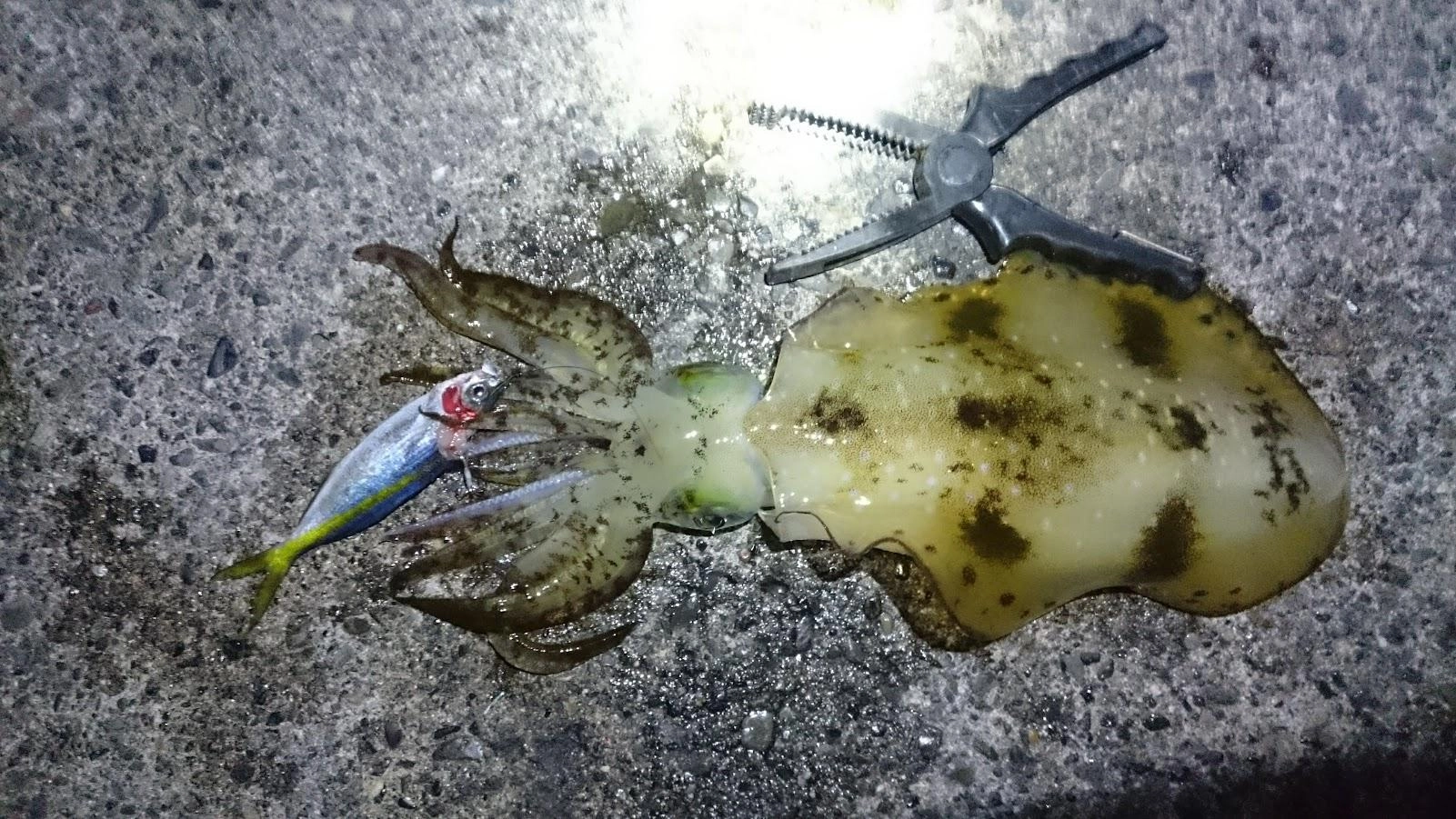 コマセ無し投げサビキで鯵が全く釣れず、足元にもあまり魚の気配無かったので電気ウキで遠投泳がせして釣りました。
一応足元のボトムにトレブルフック泳がせしましたが、そちらは無反応でした。