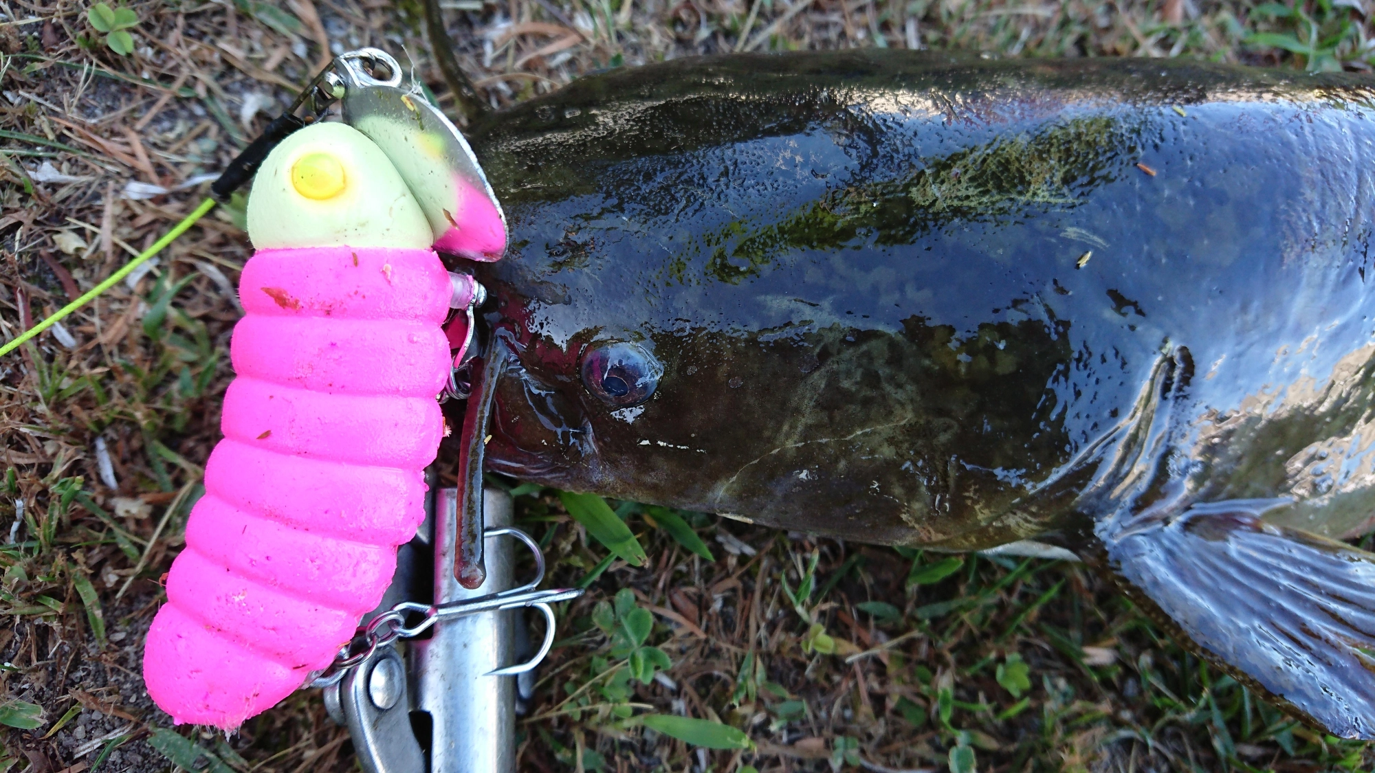 良く飛ぶ
着水音が静か
泳ぎはほどほど
丈夫なボディー