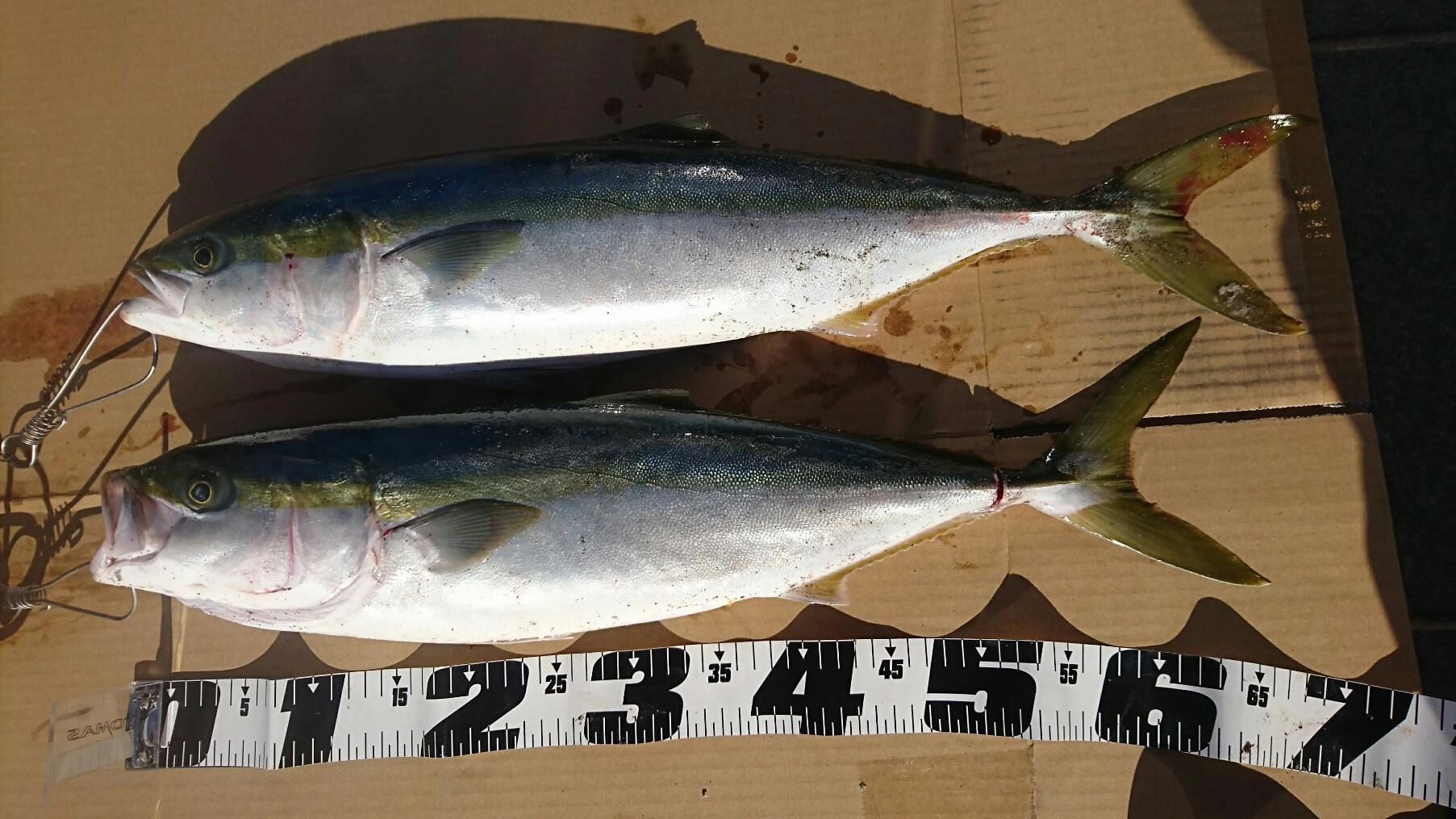 2匹ＧＥＴ♪さすがですね♪他数匹釣れていたそうです！まだまだ青物いけそうです！