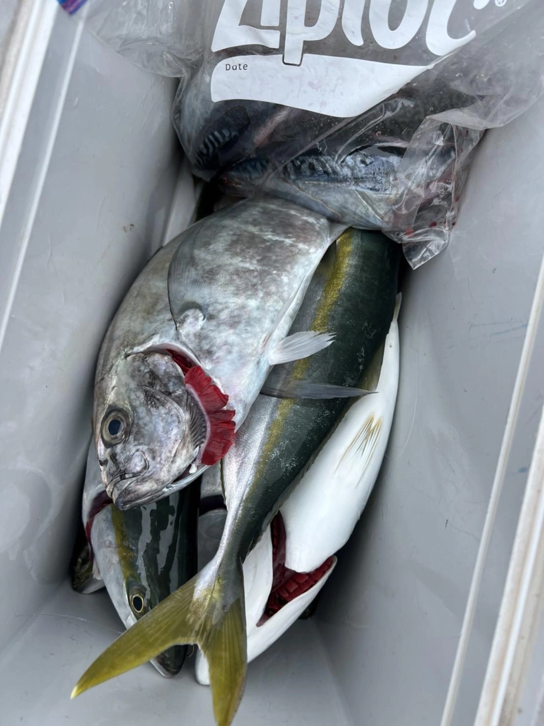 イナダ、ソウダカツオと秋の青物の活性かなり高いです！
