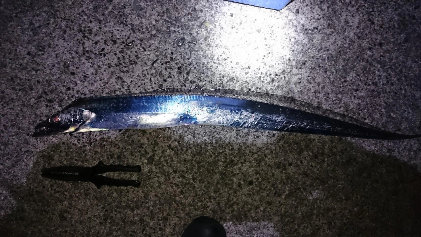 1袋200円で買った冷凍バルト海イワシが終了。探してみたけど最近売っていないみたいです。次は何を餌にしようかな。そろそろサッパが釣れないかな。