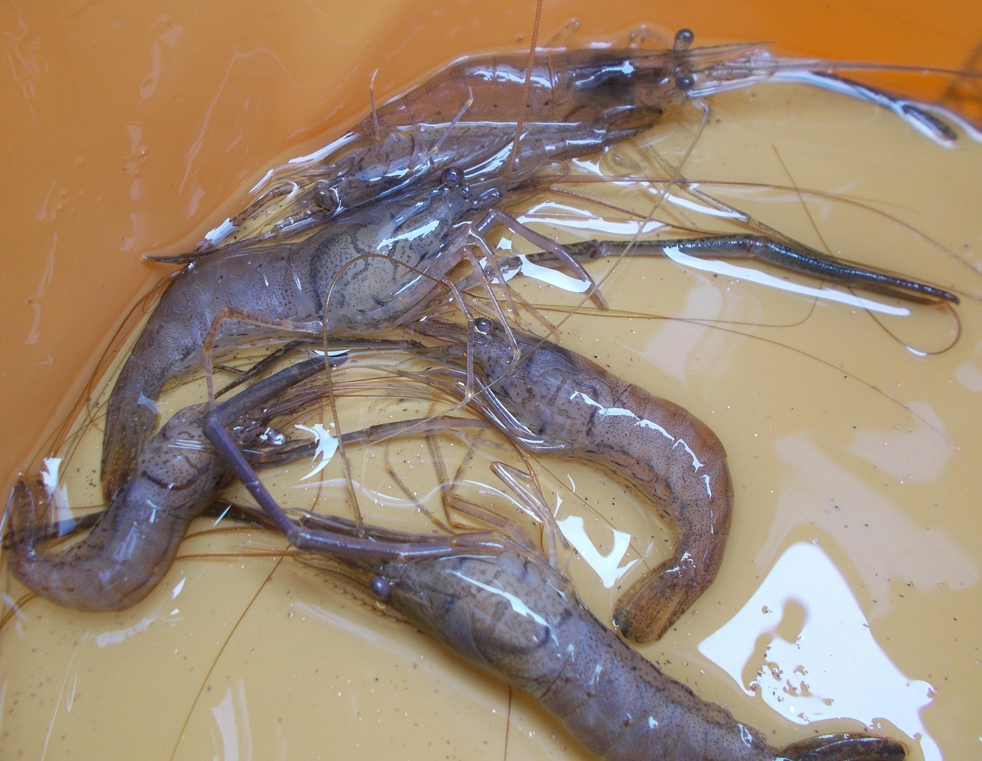 浜名湖へサビキ、ちょい投げ行ってきましたがまさかのボウズ、その後３０分ほどと短時間でしたがテナガエビ釣りへ。エビがいる場所を見つけれるかが釣果のカギですよ。