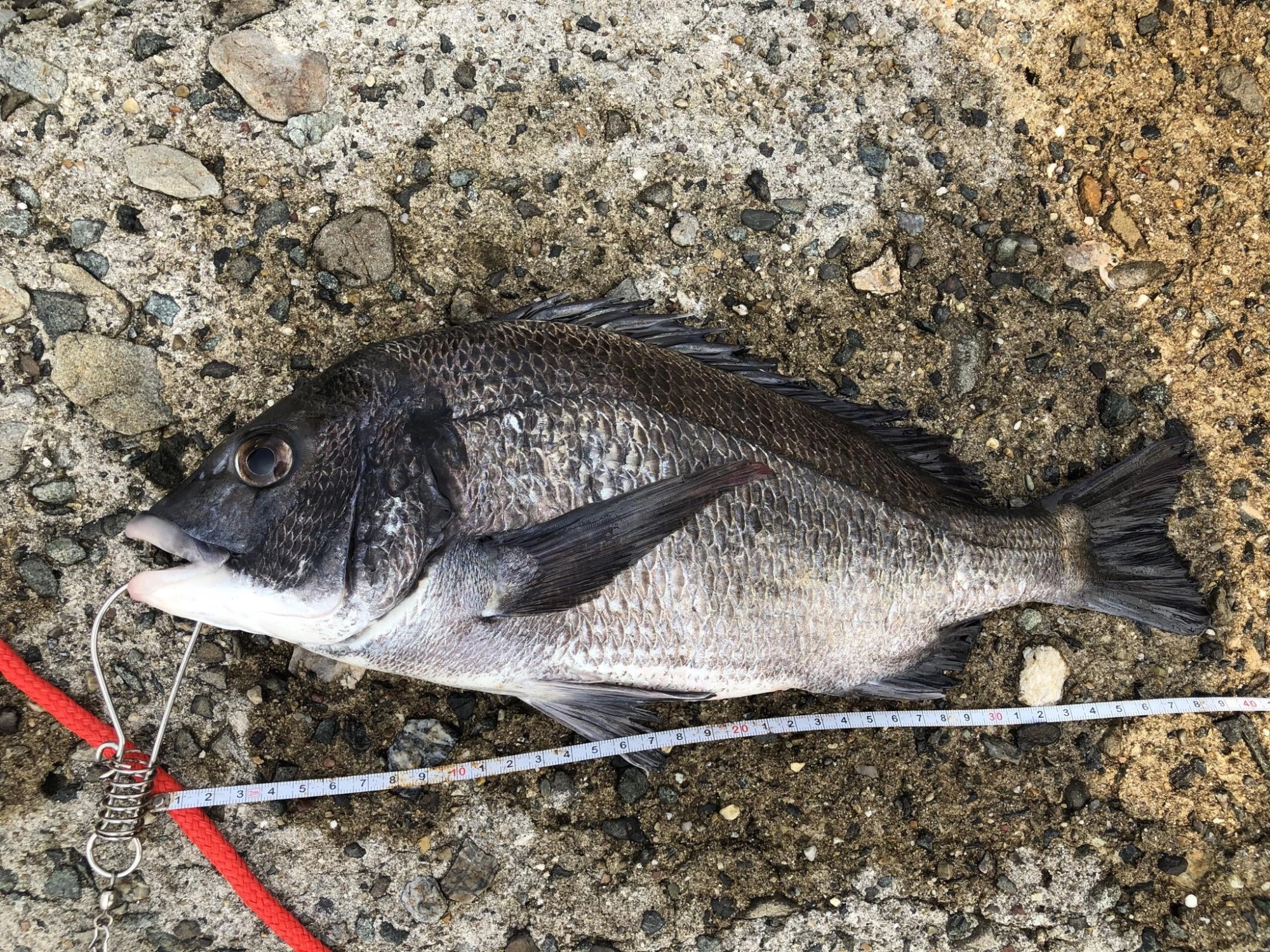 上げ止まり寸前のタイミングでかかりました。