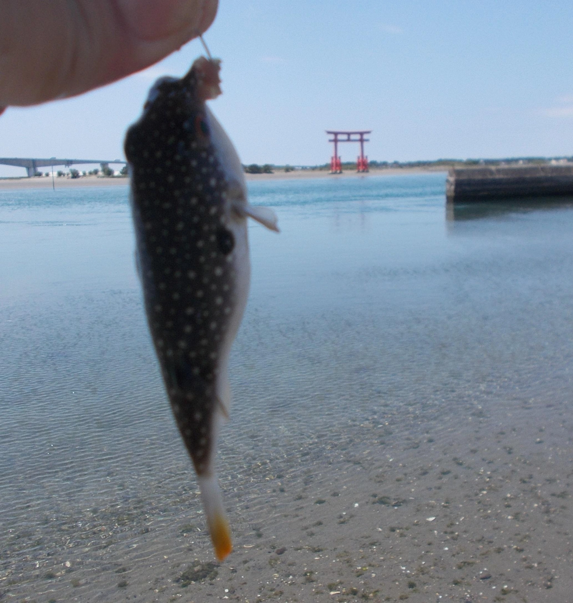 キスを狙いに行ったのですが・・・釣れたのはクサフグのみでした。毒があるので釣れたら逃がしてくださいね。