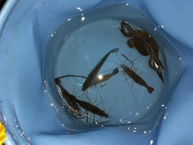 色々な魚が捕れたね♪