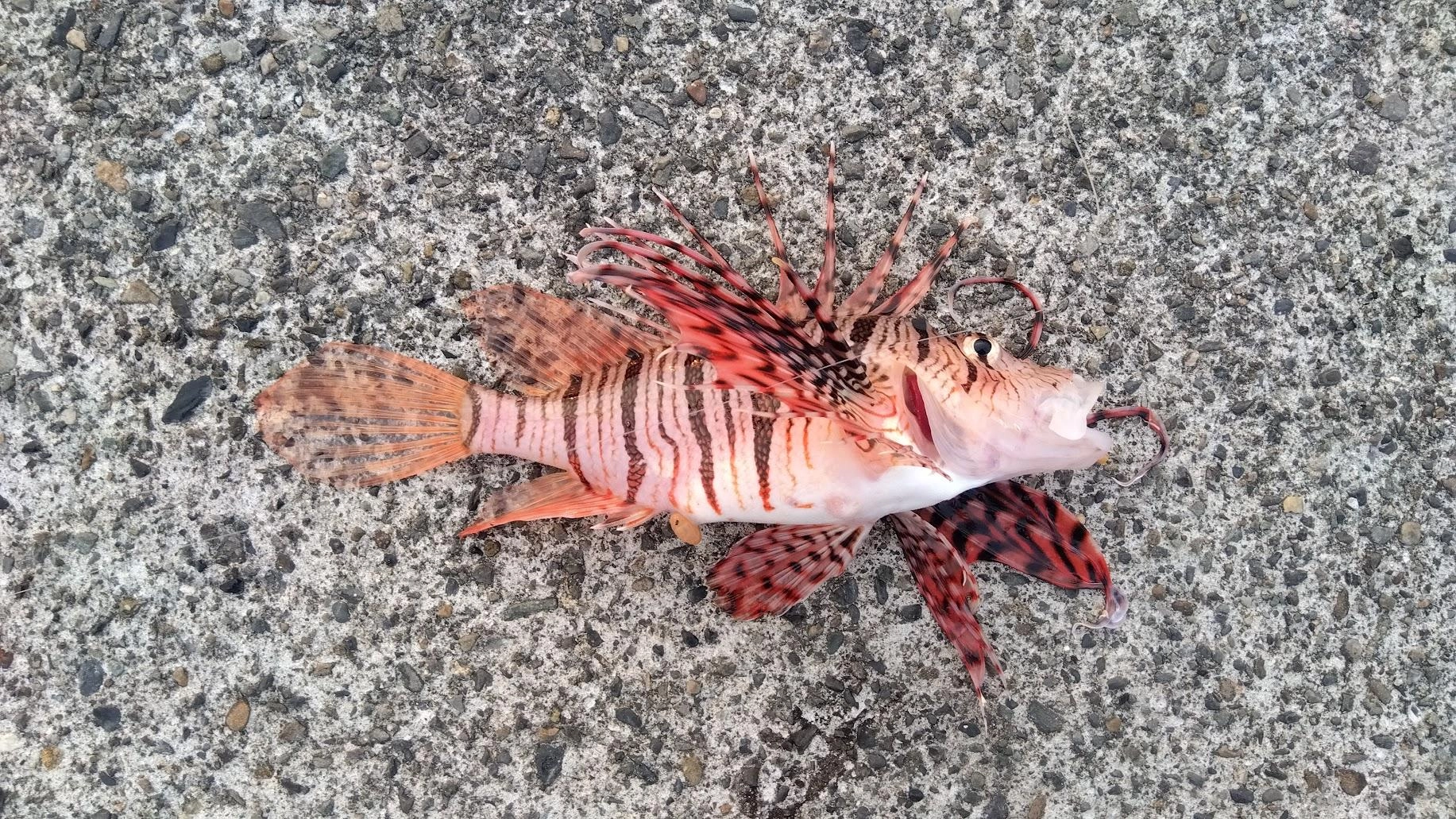 カマスサビキに重いアタリとあげてみるとミノカサゴでした。