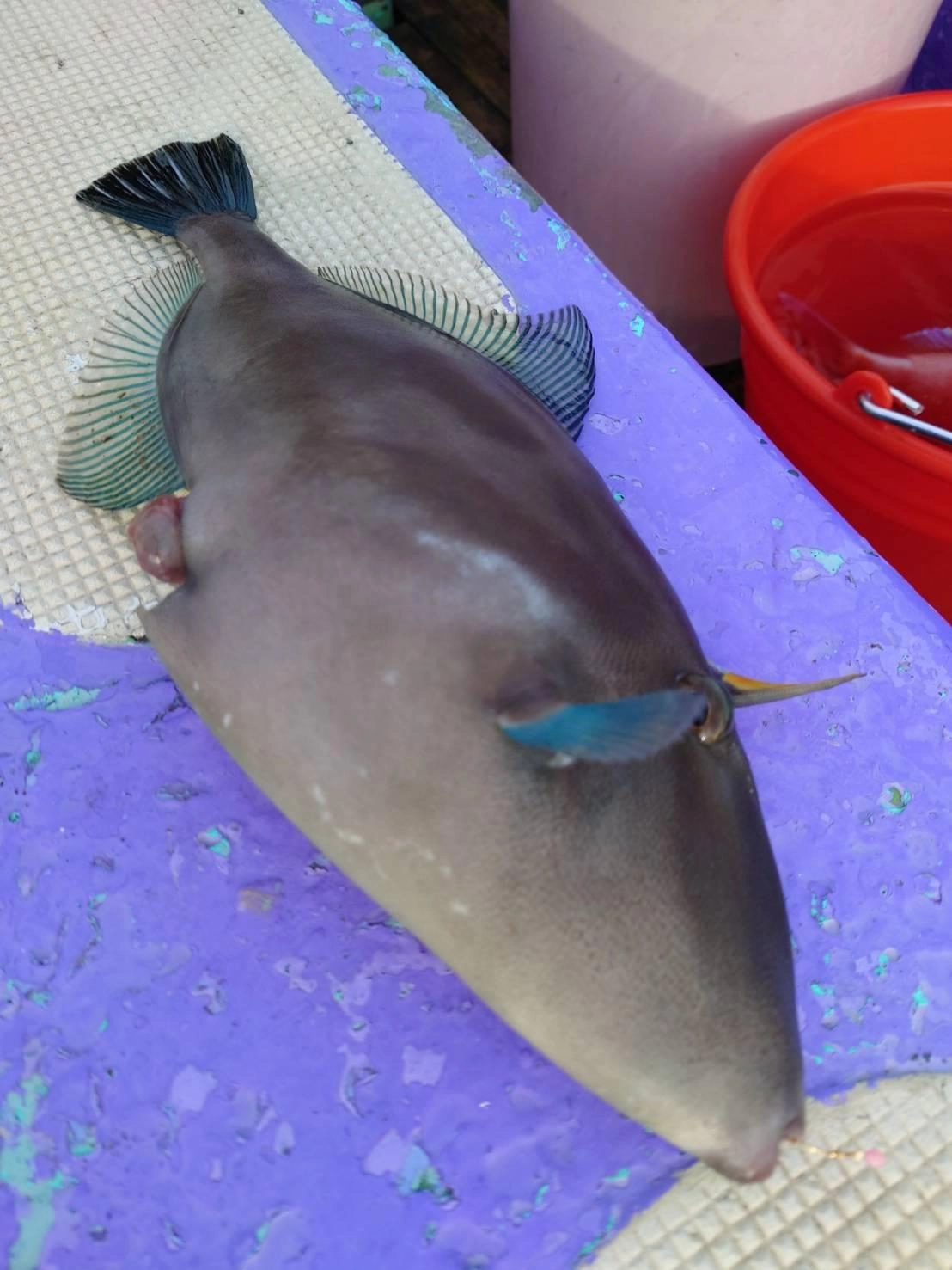 浅場（50ｍ前後）ではエサ取りとしてウマヅラハギが釣れます！今の時期のウマヅラハギは、肝が大きくて食味が最高です！ウマヅラハギがいるポイントでは付けエサが3分持たないので小まめに付けエサをチェックしましょう。