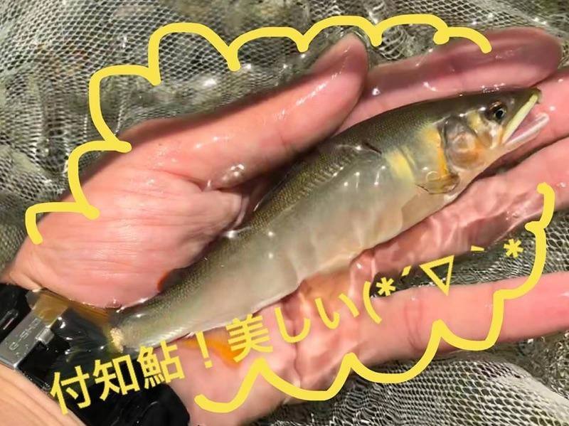 きれいな鮎に出会えました！