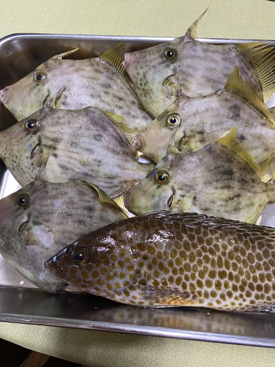 今回は小型が多かったですが、カワハギの引きは強くて楽しめました！