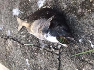TNトリゴン70で釣りました