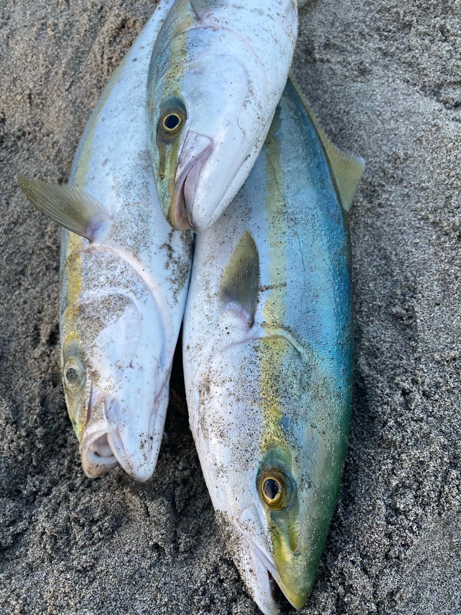 バイト多数！７キャッチ。３匹キープしました♪周りはワラサも釣れていました♪