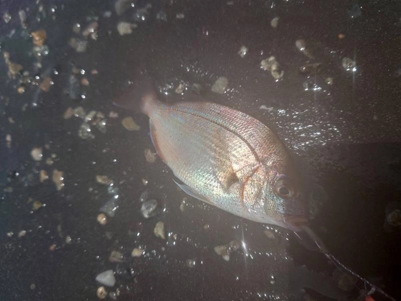マダイの稚魚も釣れました！10倍大きくなってからまた釣りたいです。