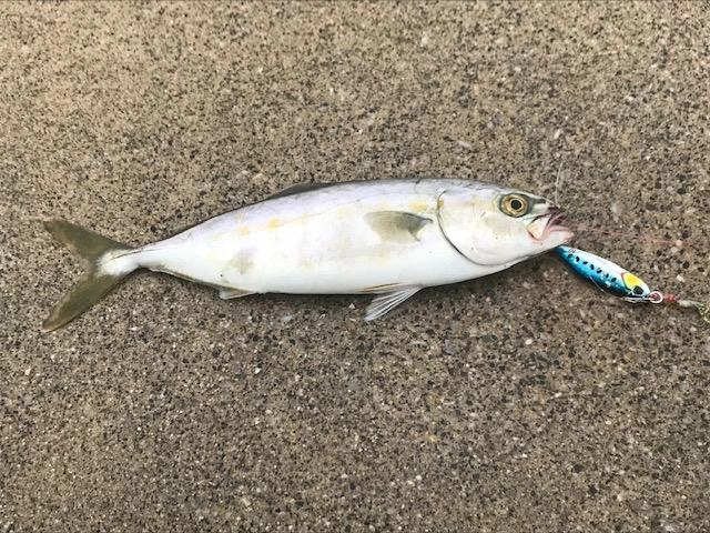 【ＤＵＯ　ドラグメタルキャスト20ｇ】で釣れました♪遠投してフォールの繰り返し。