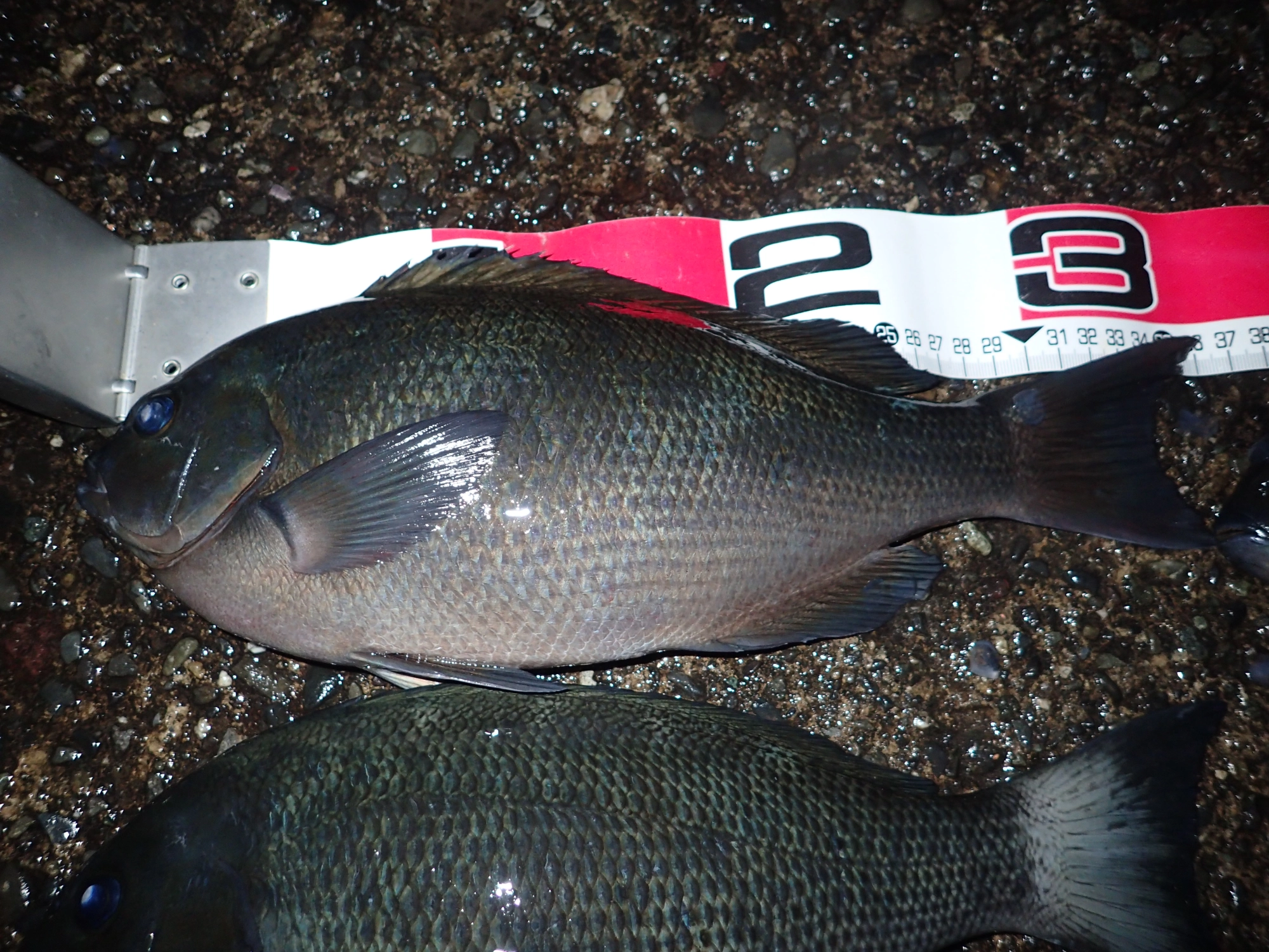 この日は36cｍまで釣れました