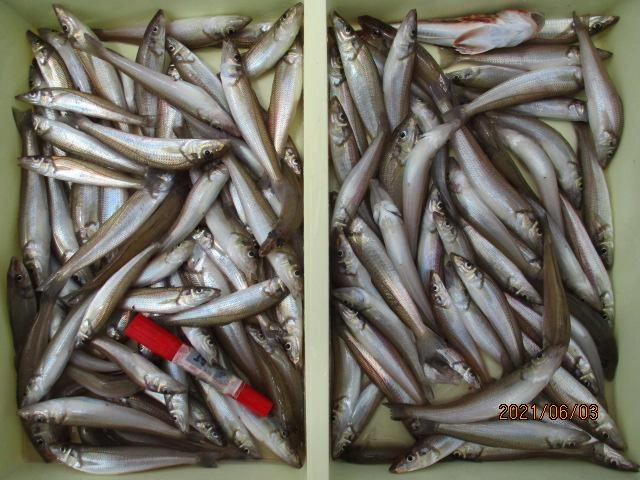 釣りたて鮮度抜群の『モロポチャギス』は旨さが違い過ぎますッ(о´∀`о)