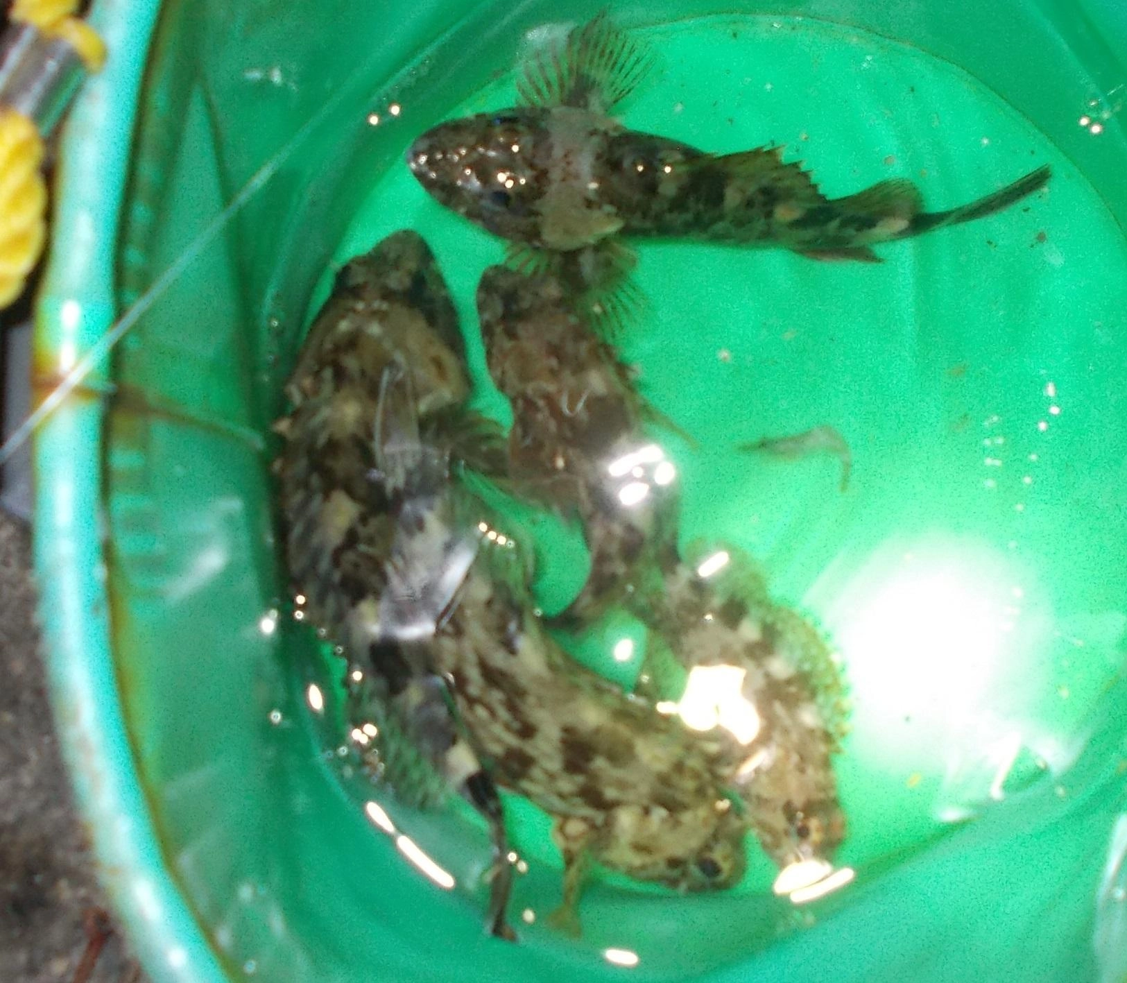 短時間でしたがカサゴが釣れました。今年はカサゴが多い気がします。