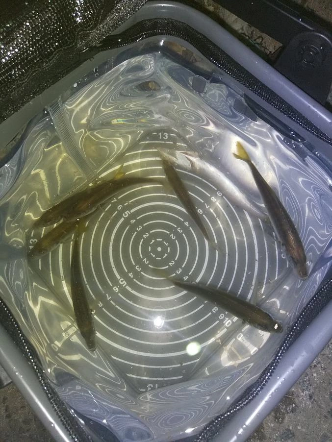 小さいサイズは逃がしましたが夕食には十分のアジ達でした。