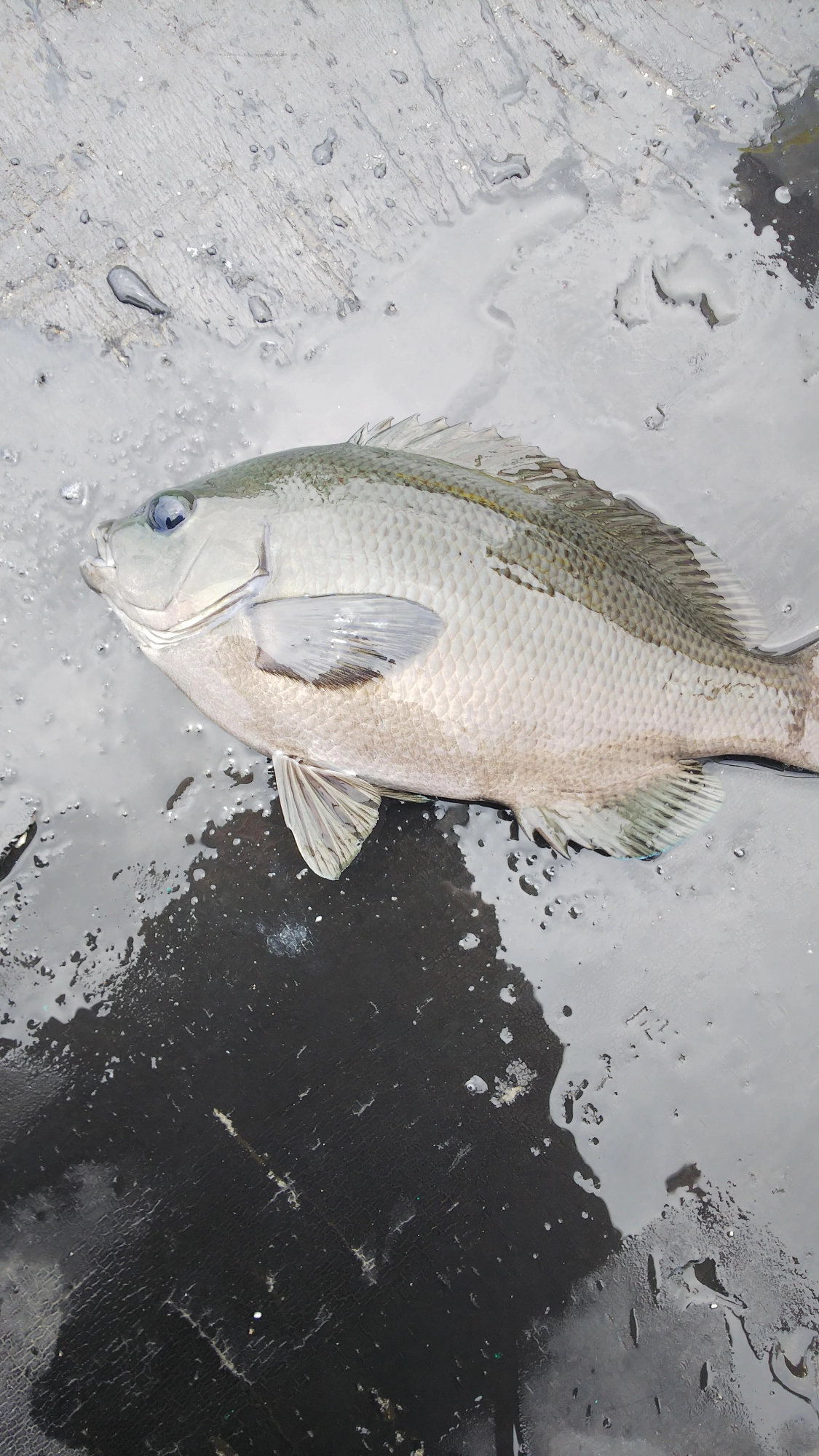 メジナはポツポツ釣れました。