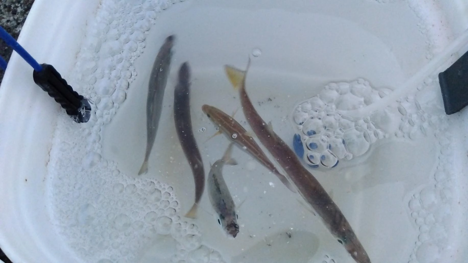 鯵は青鯵でした
サッパ狙いのアジキャッチサビキで足元に落として釣れました
泳がせるか迷いましたが、やはり信頼と実績のカマスで勝負しました