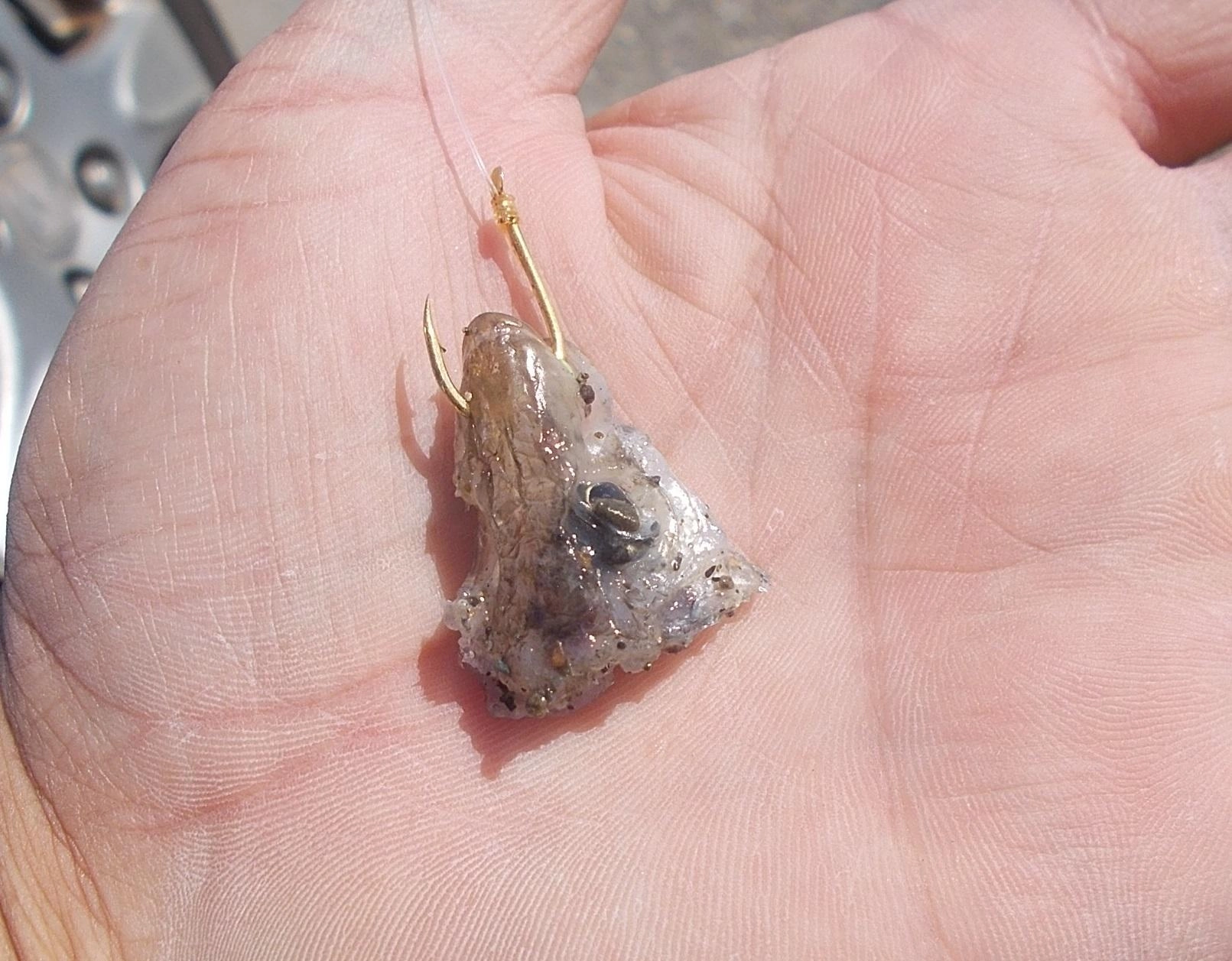 釣れたキスを投げ込んで置いたらこんな姿に❕❕キスの仕掛けと一緒に『堤防泳がせ仕掛け』も一緒にもっていこう。