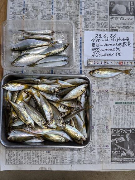 近況は、豆アジ、6/22.29匹、6/23.38匹、6/24．35匹、6/25，12匹。今回カタクチイワシ初見。