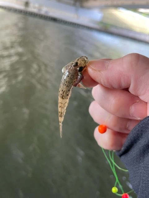 小ハゼも釣れました♪夏が楽しみですね！