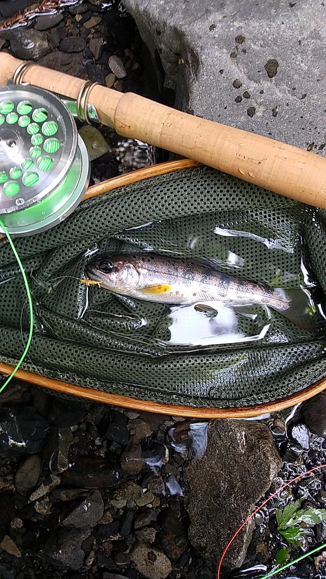 可愛い綺麗なアマゴ