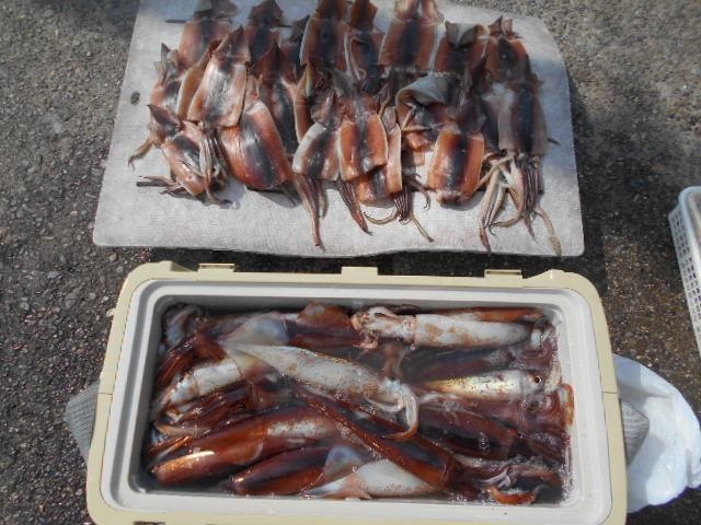 スルメイカ大漁！！