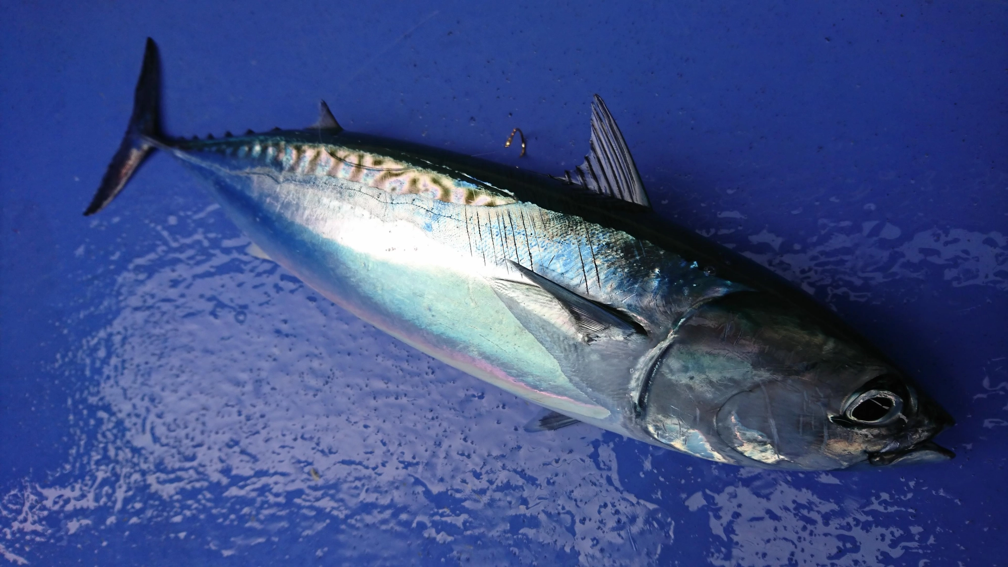 ソウダカツオのサイズ良く、引きが強烈です！