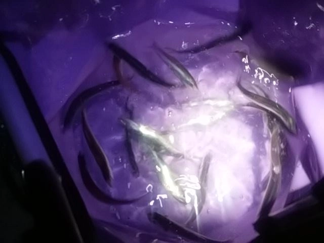 サビキから泳がせ
