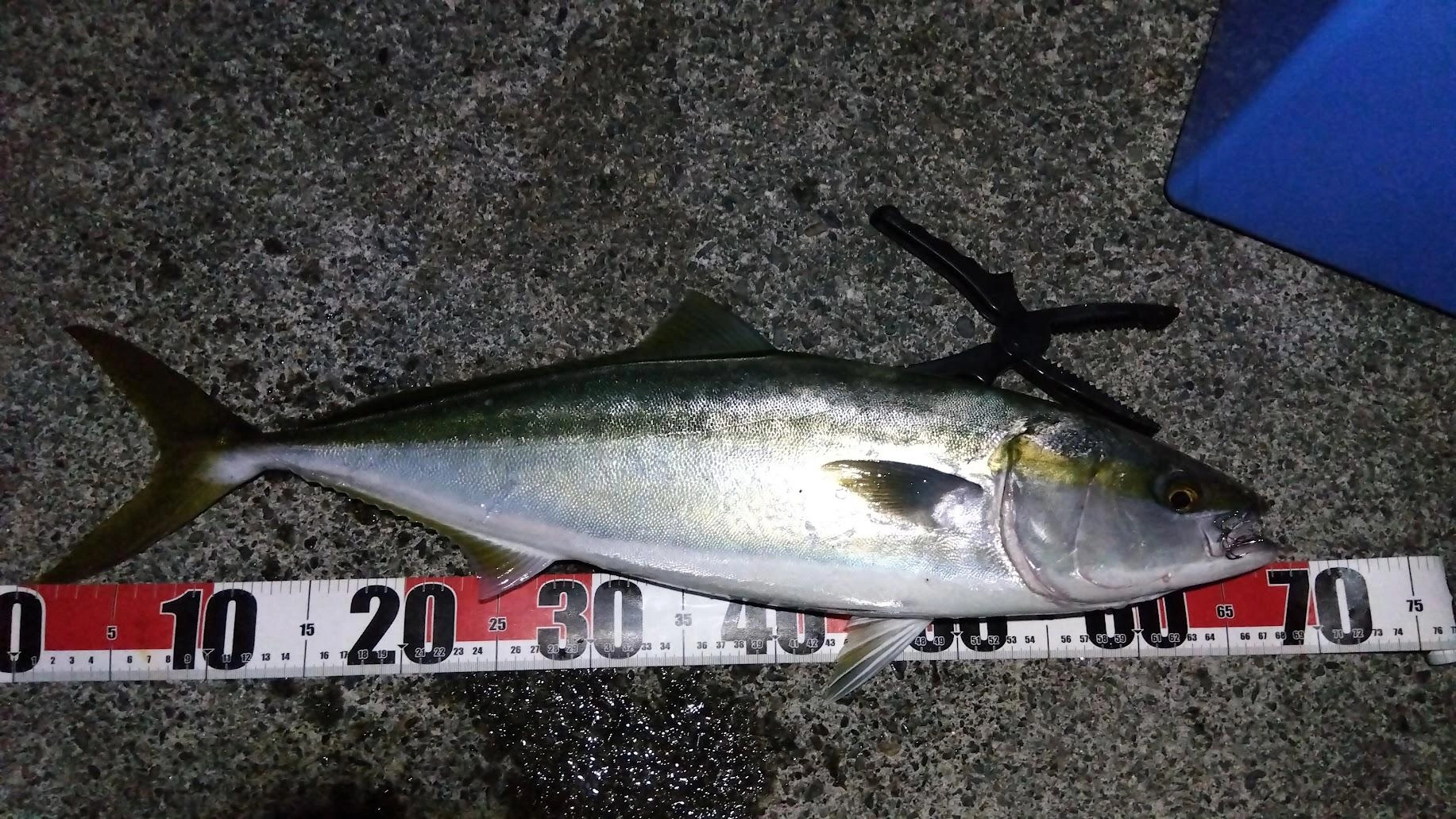 前に２バラシして以降久しぶりのワラサです
バラした時に道糸から切れて、お気に入りの電気ウキをロストしたのが痛かったです
今日Xのフォロワーさんから同一のウキを頂き泳がせると一発でした
飛距離や浮力が本当にちょうど良いウキです