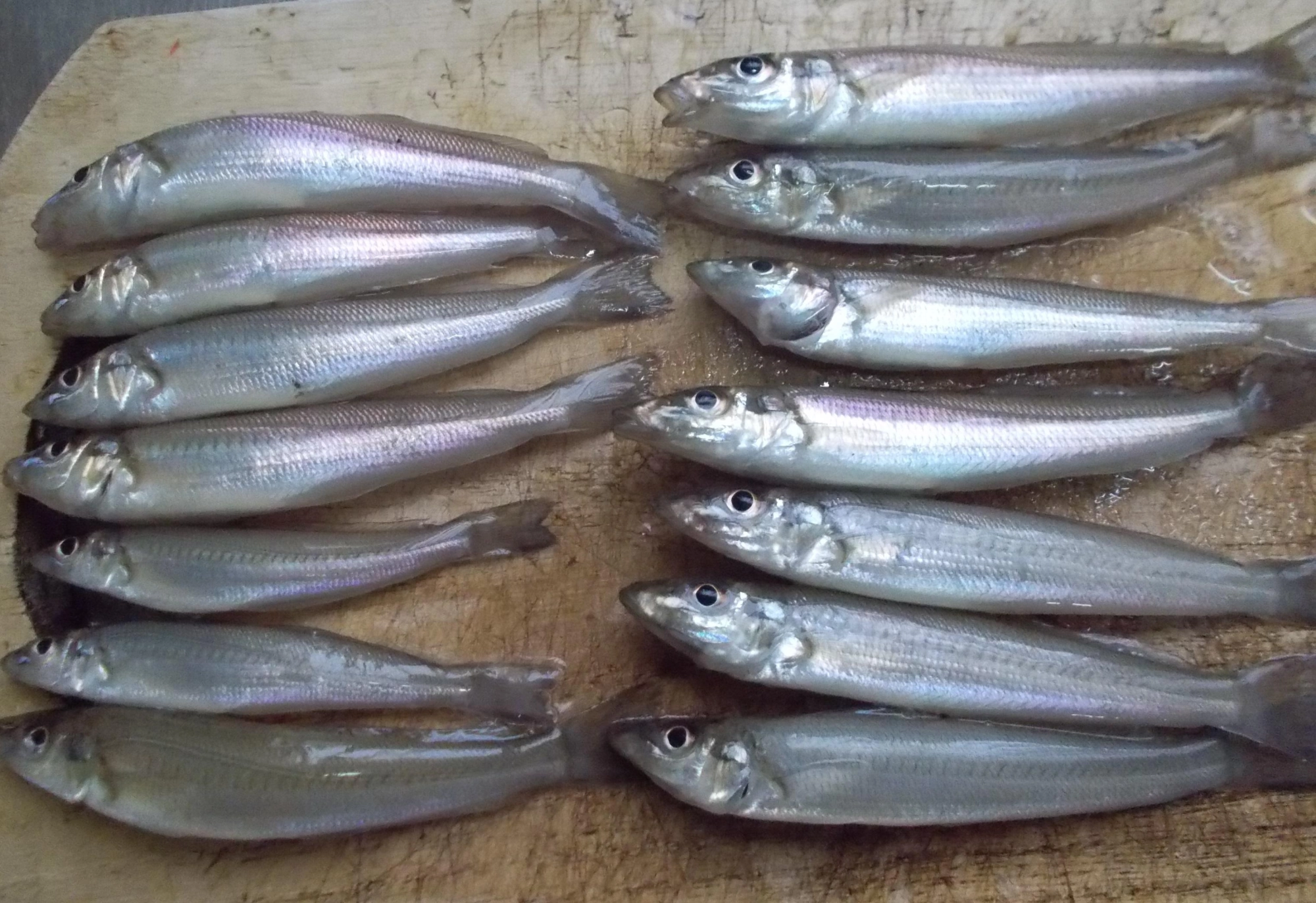 もちろん本命のキスも小ぶりでしたがたくさん釣れましたよ、数を釣るなら遠近投げて魚がいる所を探そう。