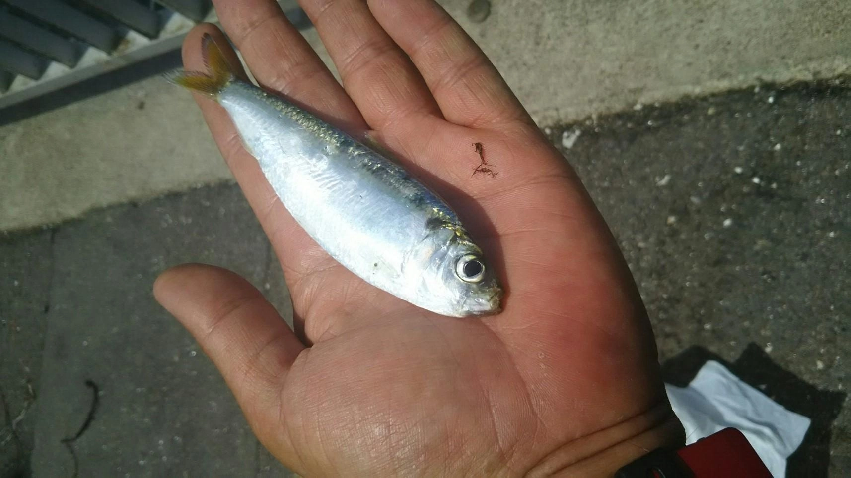 サビキではサッパがチラホラ