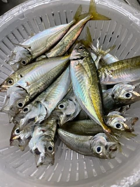 食べ応えのあるサイズになってきました！朝晩の薄暗い時間帯がチャンスタイムのようです。