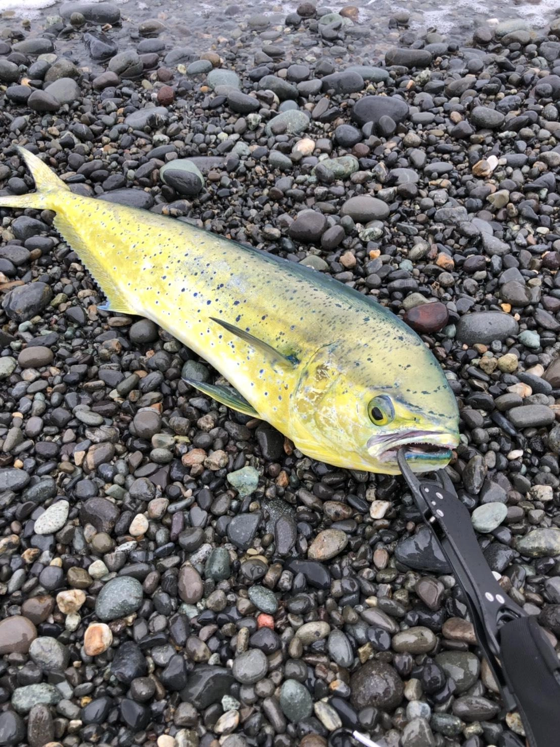 シイラのサイズUPしてきました！