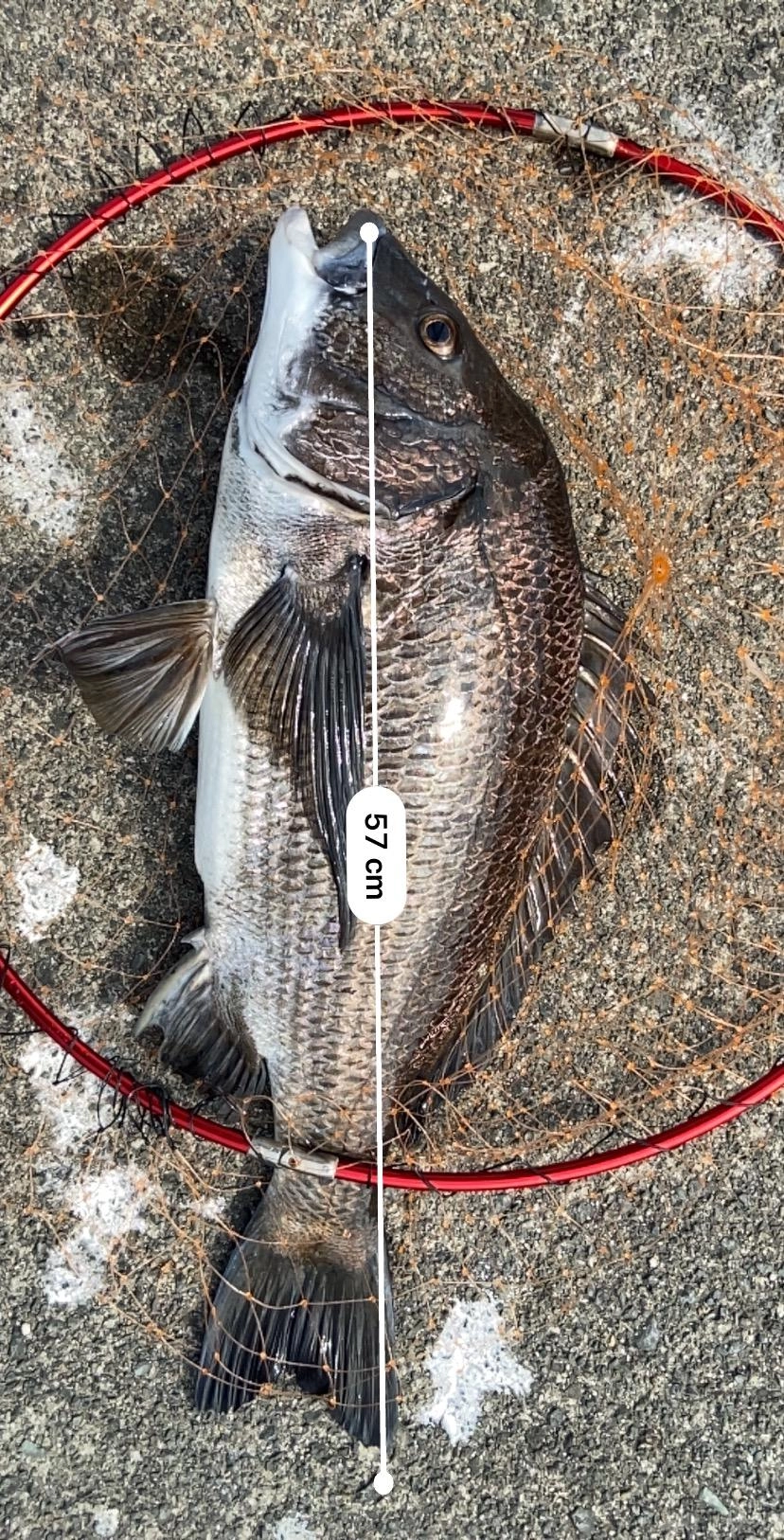 自己最高の57cmのチヌです！