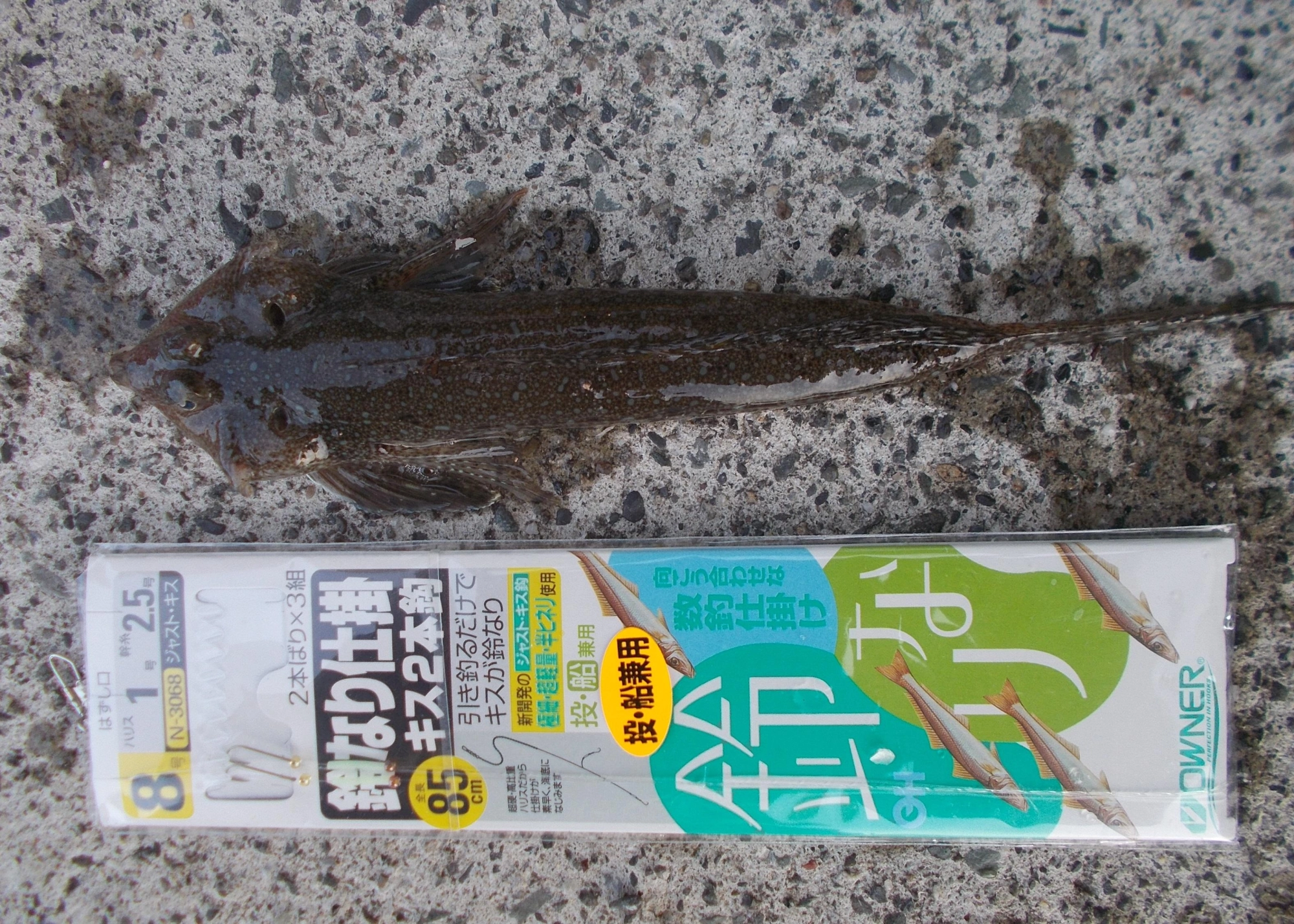20㎝級のメゴチ、めったに釣れない大きさだったので思わず記念撮影(笑)