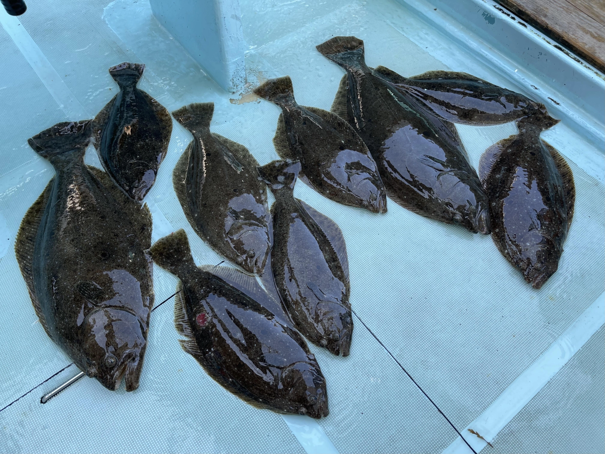 ヒラメアタリは釣った倍以上のアタリ有りッ‼︎
